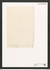 Amphora elegans Greg. (de-Toni-Nr.: Genus 36, Species 1525) Zeichnungen Sammlung Grunow (NHMW-BOT-W0370300)